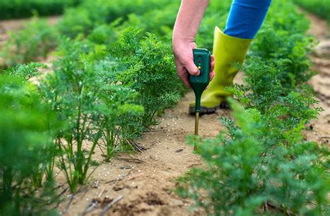 Magical Methods for Thriving in Alkaline Soil: A Gardener's Guide